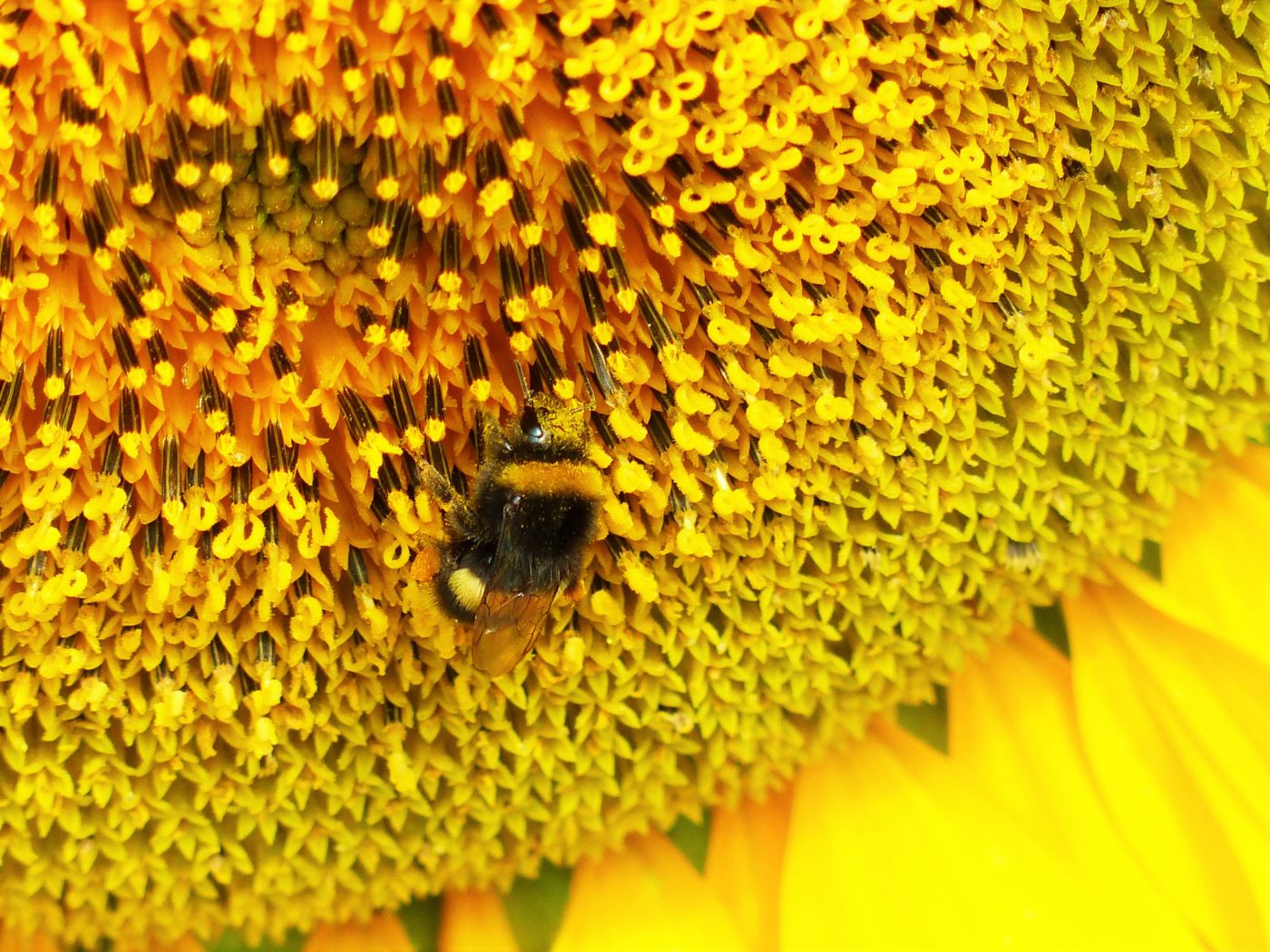 Bee on a sunflower